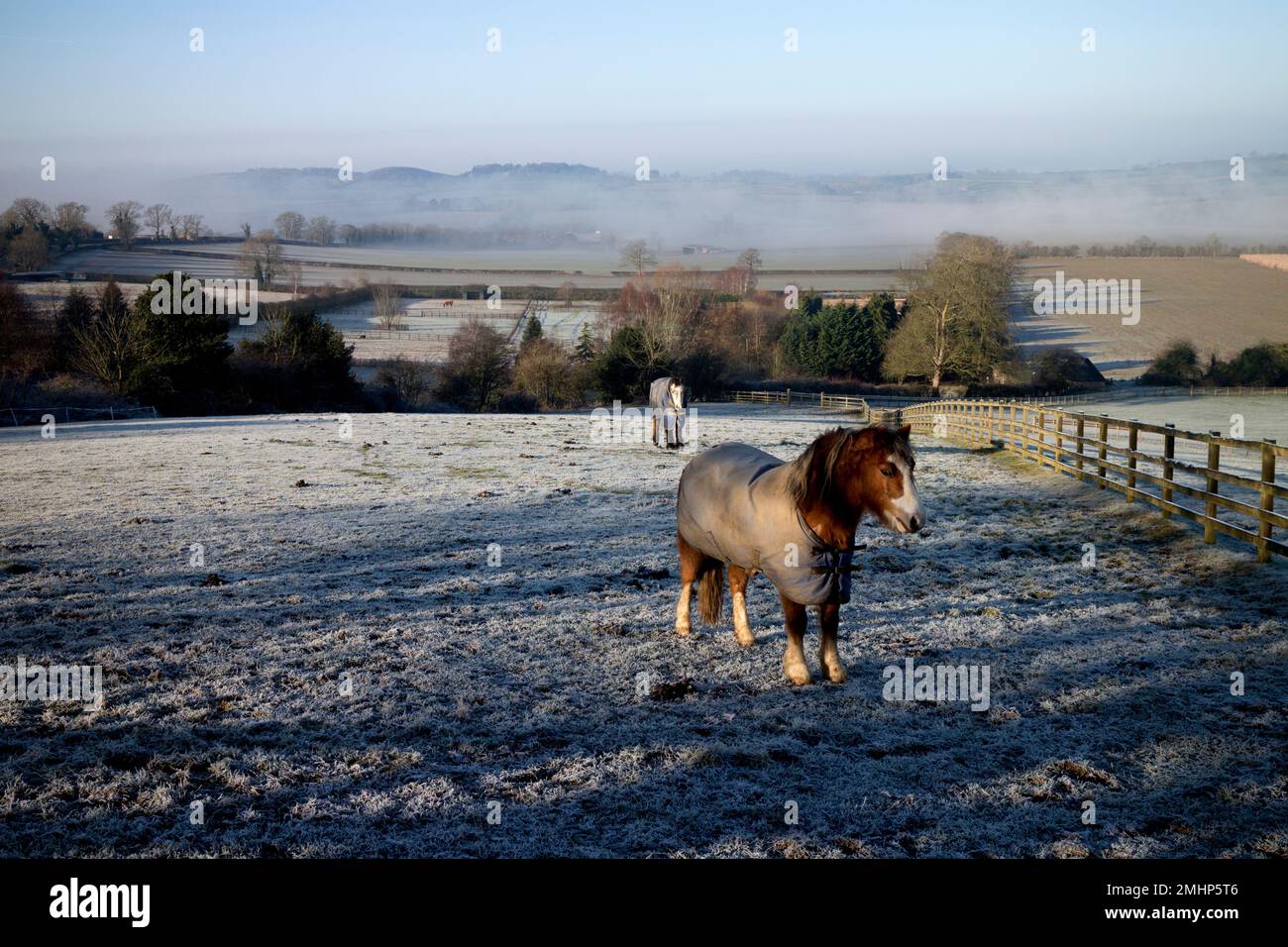 A view with horses on a frosty winter`s morning, Staverton, Northamptonshire, England, UK Stock Photo